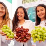 Alrededor de 580 mil toneladas de uva de mesa estima exportar el Perú en la campaña 2022-2023